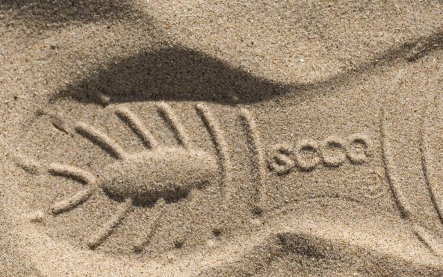 Ecco. Desktop wallpaper
