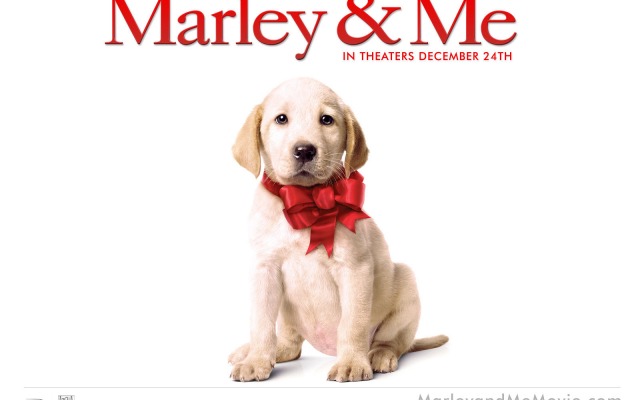 Marley & Me. Desktop wallpaper