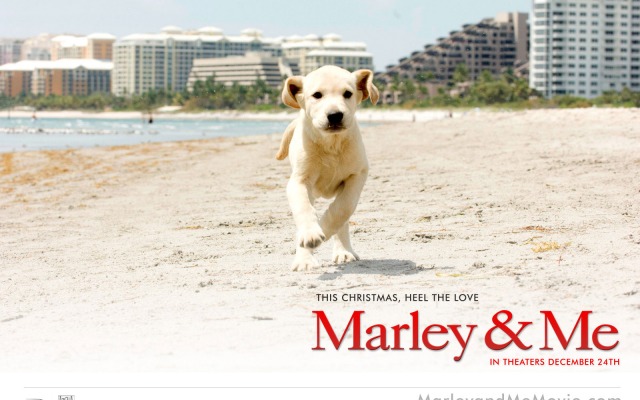 Marley & Me. Desktop wallpaper