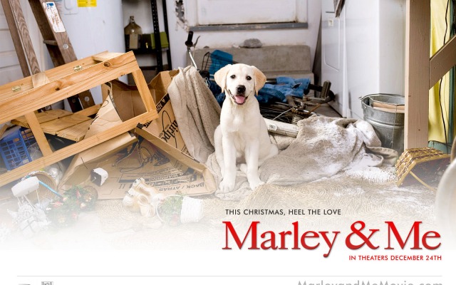 Marley & Me. Desktop wallpaper