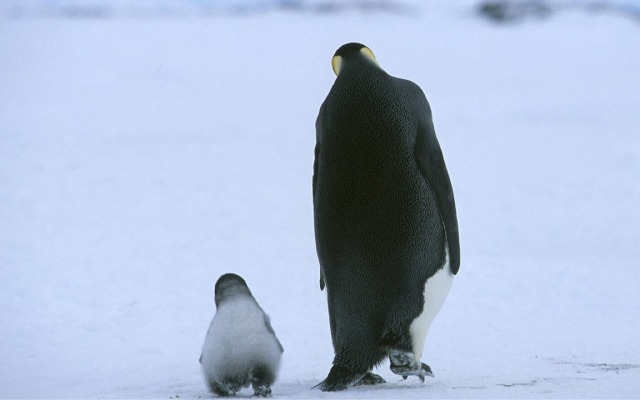 March of the Penguins. Desktop wallpaper