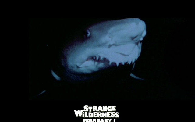 Strange Wilderness. Desktop wallpaper