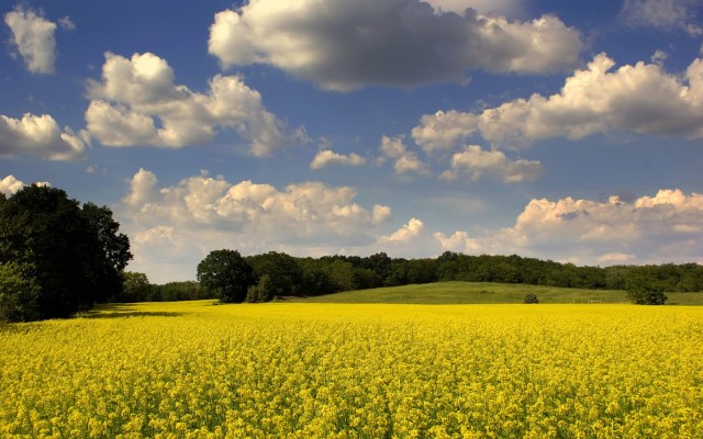 Nature. Desktop wallpaper