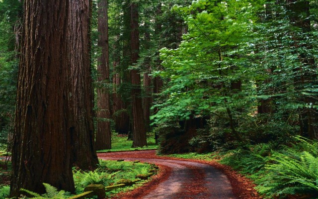 Nature. Desktop wallpaper