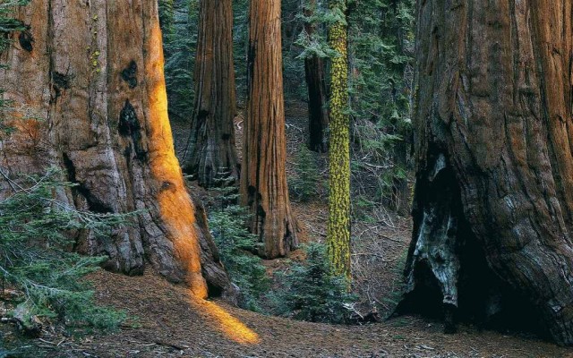 Nature. Desktop wallpaper