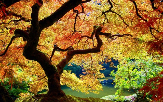 Nature. Desktop wallpaper