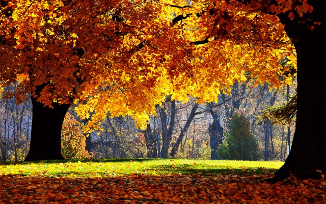 Nature. Desktop wallpaper