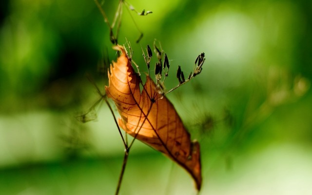 Nature. Desktop wallpaper