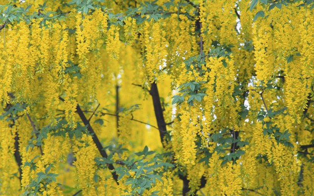 Nature. Desktop wallpaper