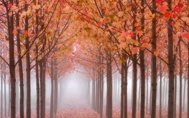 Nature. Desktop wallpaper