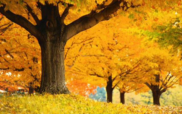 Nature. Desktop wallpaper
