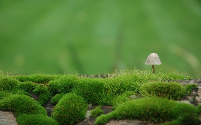 Nature. Desktop wallpaper