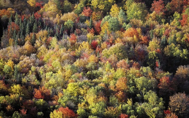 Nature. Desktop wallpaper