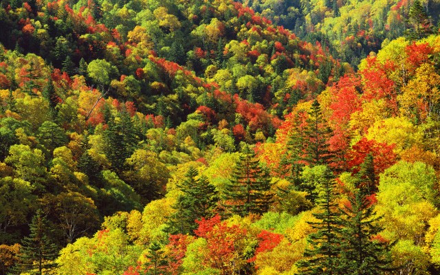 Nature. Desktop wallpaper