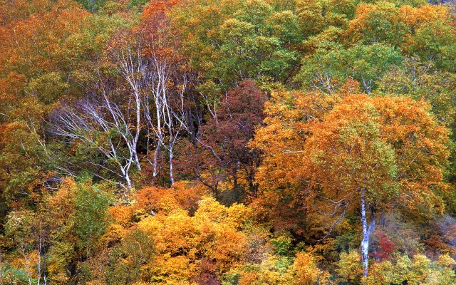Nature. Desktop wallpaper