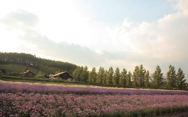 Nature. Desktop wallpaper