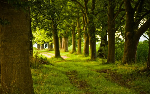 Nature. Desktop wallpaper