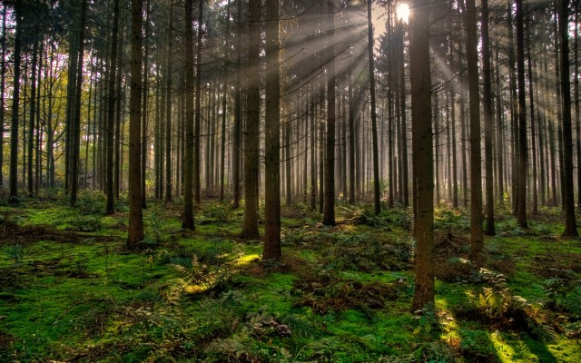 Nature. Desktop wallpaper