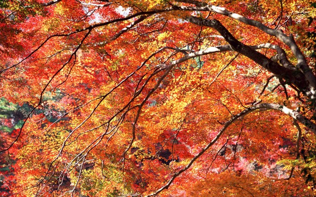 Nature. Desktop wallpaper