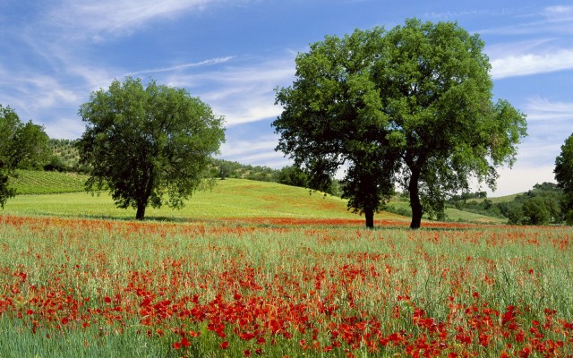 Nature. Desktop wallpaper
