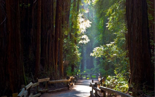 Nature. Desktop wallpaper