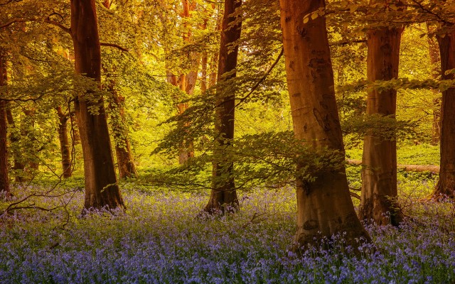 Nature. Desktop wallpaper