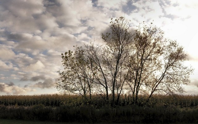 Nature. Desktop wallpaper