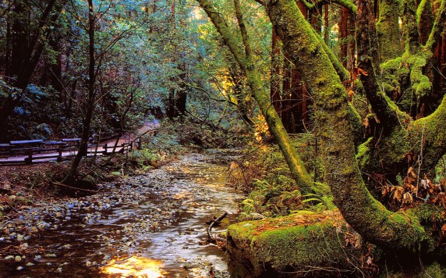 Nature. Desktop wallpaper