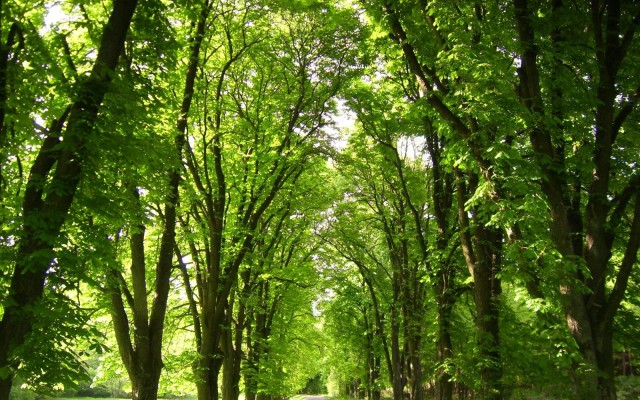 Nature. Desktop wallpaper