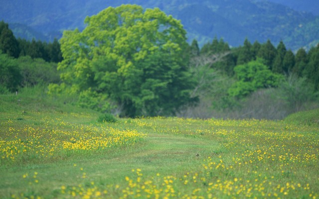 Nature. Desktop wallpaper