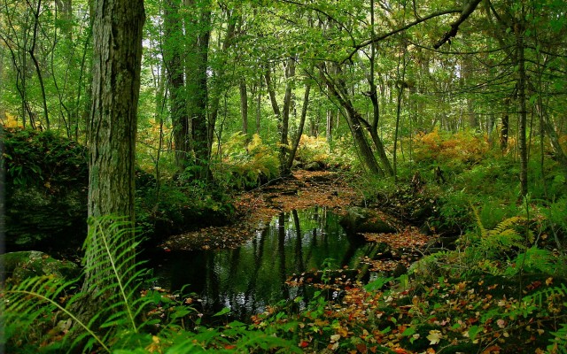 Nature. Desktop wallpaper