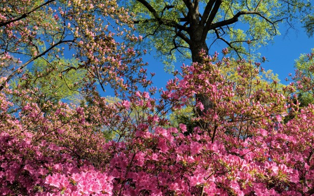 Nature. Desktop wallpaper
