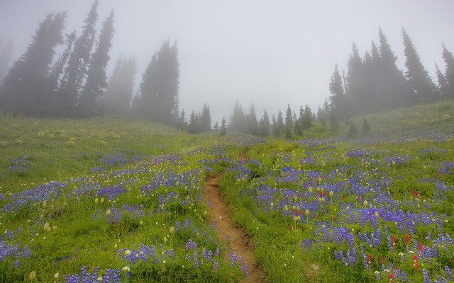 Nature. Desktop wallpaper
