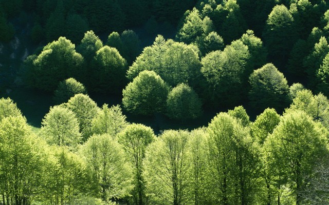 Nature. Desktop wallpaper