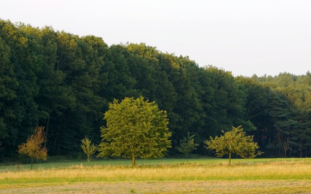 Nature. Desktop wallpaper