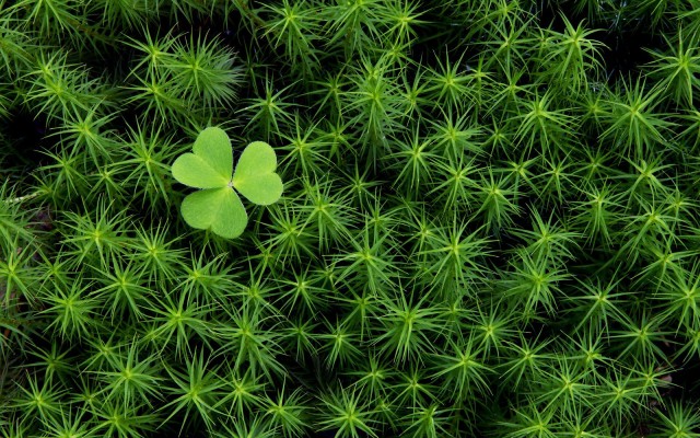 Nature. Desktop wallpaper