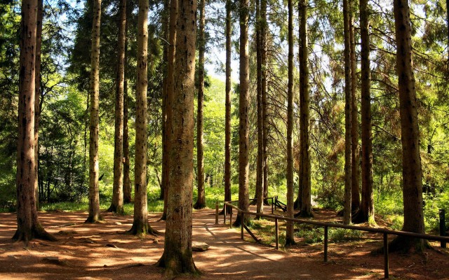 Nature. Desktop wallpaper