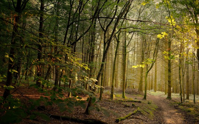Nature. Desktop wallpaper