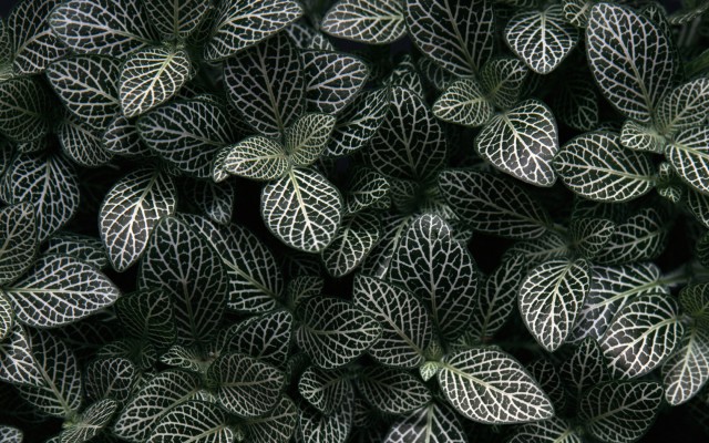 Nature. Desktop wallpaper