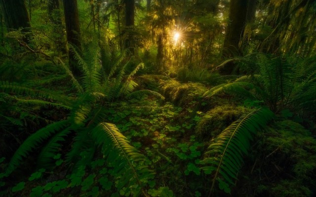 Nature. Desktop wallpaper