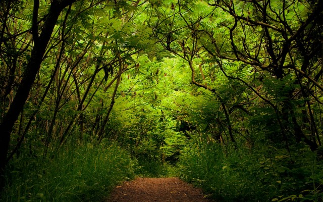 Nature. Desktop wallpaper