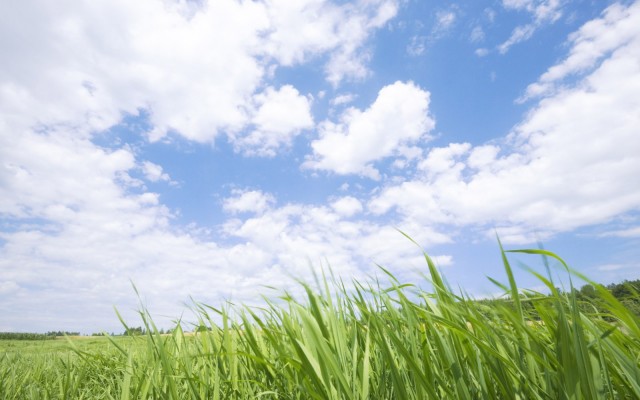 Nature. Desktop wallpaper