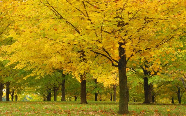 Nature. Desktop wallpaper
