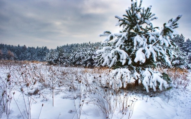 Nature. Desktop wallpaper