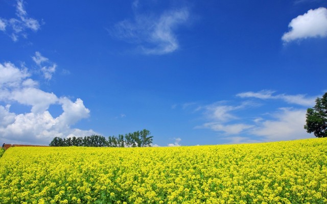 Nature. Desktop wallpaper