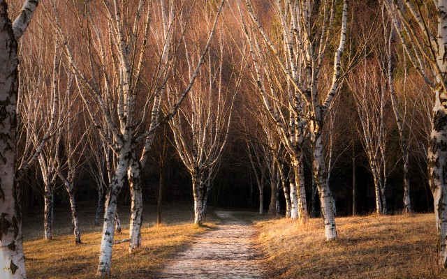 Nature. Desktop wallpaper