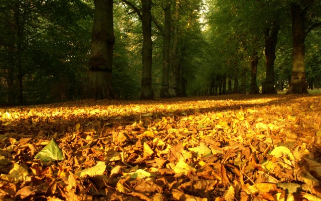 Nature. Desktop wallpaper
