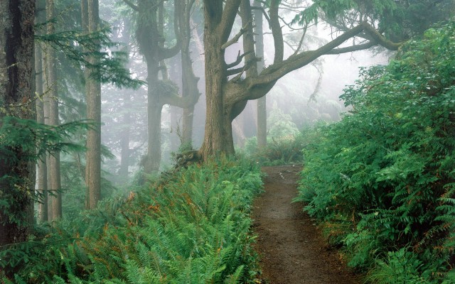 Nature. Desktop wallpaper