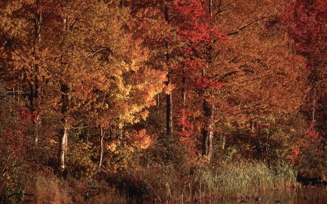 Nature. Desktop wallpaper