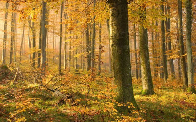 Nature. Desktop wallpaper